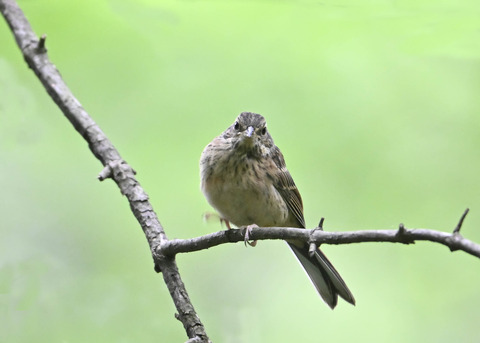 ホオジロ幼鳥3401