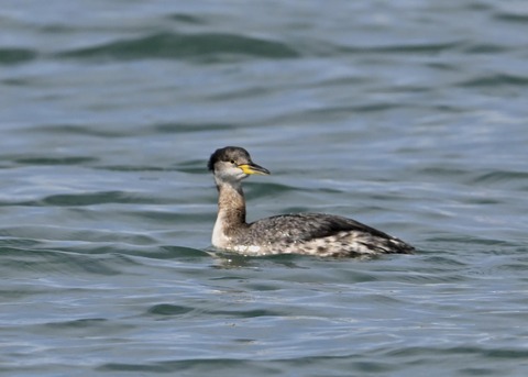 アカエリカイツブリ0654