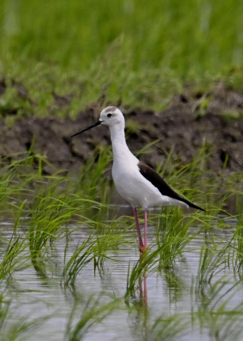 セイタカシギ9555