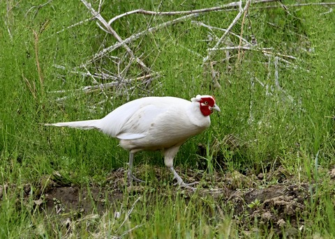 キジ♂白化1066