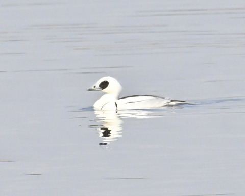 ミコアイサ♂4773