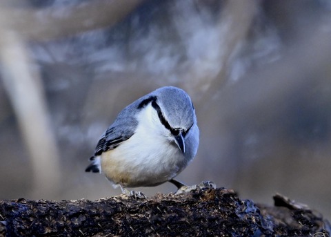 ゴジュウカラ4601