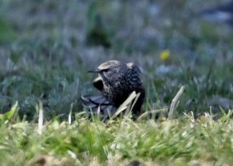 ホシムクドリ5367