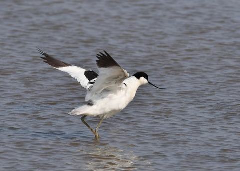 ソリハシセイタカシギ8783