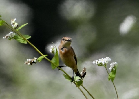 ノビタキ♀3588