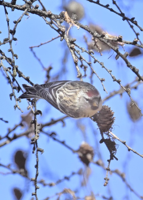 ベニヒワ♀5476