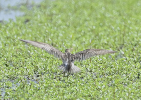ウズラシギ夏羽後期0226
