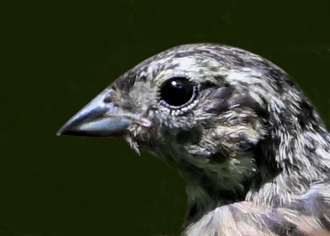 ホオジロ幼鳥6000