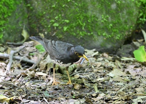 クロツグミ♂8273