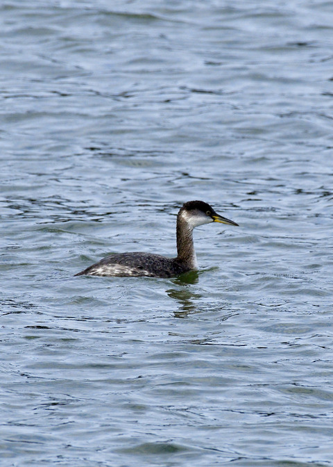 アカエリカイツブリ冬羽7472