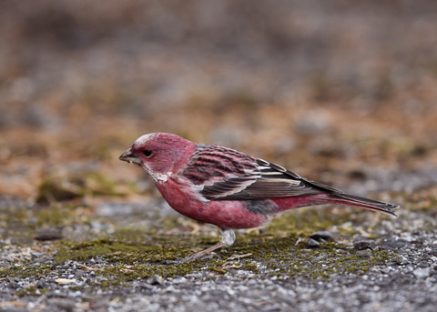 オオマシコ♂3220