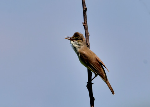 オオヨシキリ3445