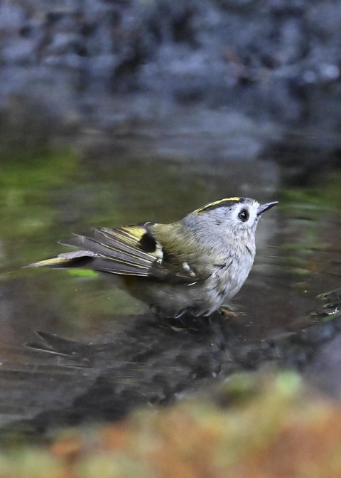 キクイタダキ♂0678