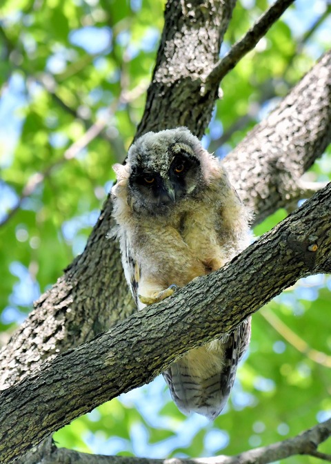 トラフズクのヒナ6067