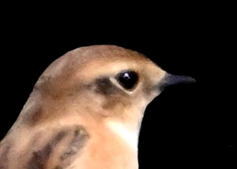 ノビタキ♀1001