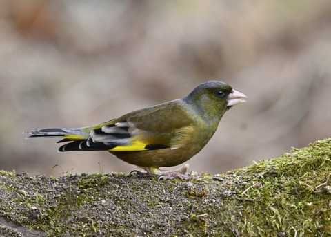 オオカワラヒワ♂1220