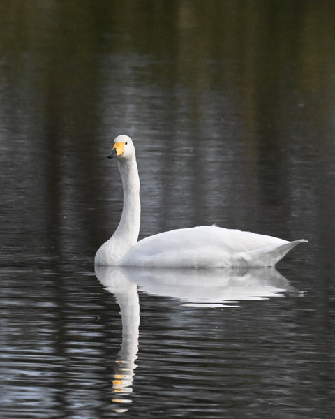 オオハクチョウ4463