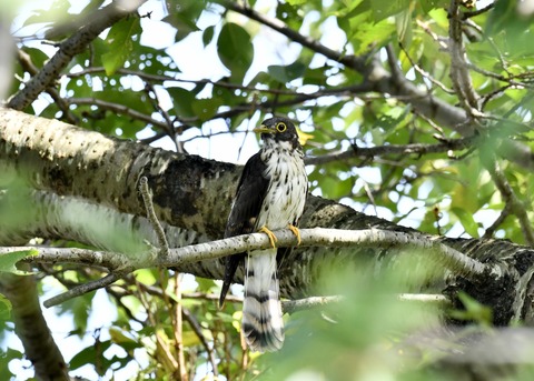 ジュウイチ幼鳥2914
