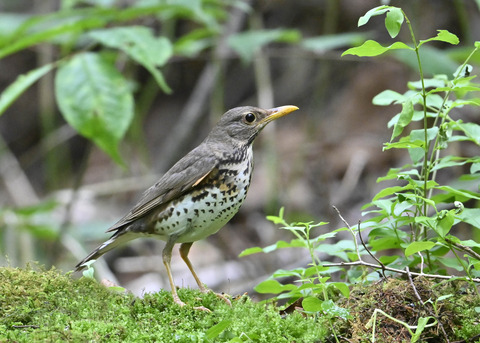 クロツグミ♀1192