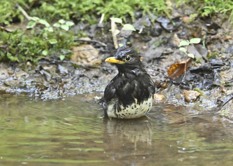 クロツグミ♂4018
