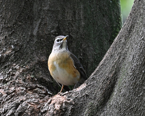 マミチャジナイ9742