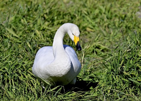オオハクチョウ3532