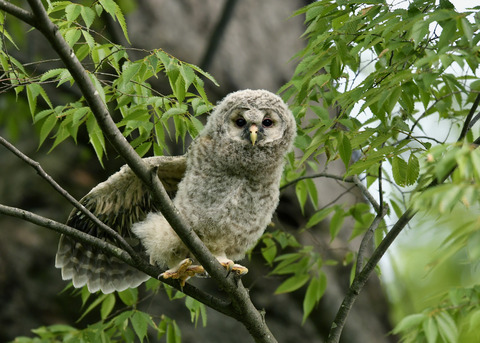 フクロウのヒナ②9632