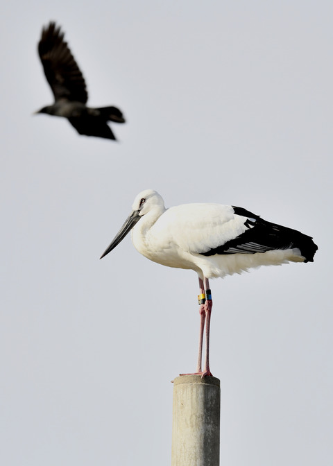 コウノトリ(ひかる)7364