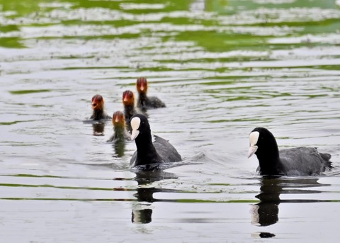 オオバン親子8665