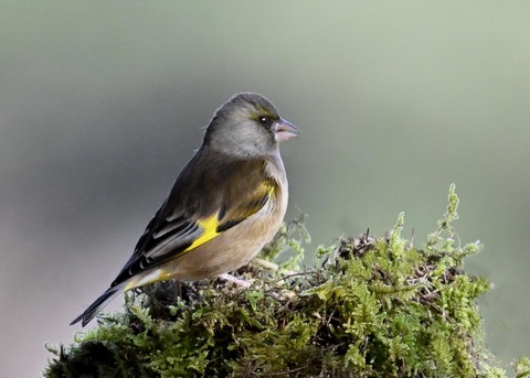 オオカワラヒワ5823