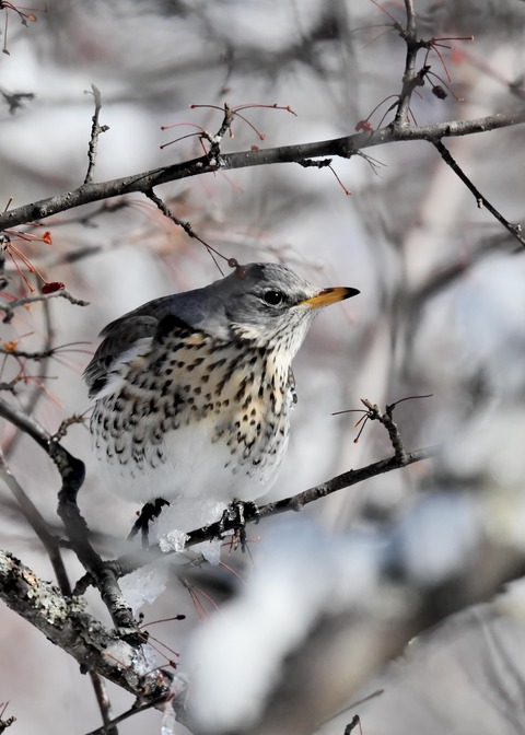 ノハラツグミ3546