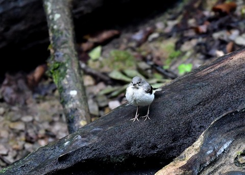 キセキレイ幼鳥8152