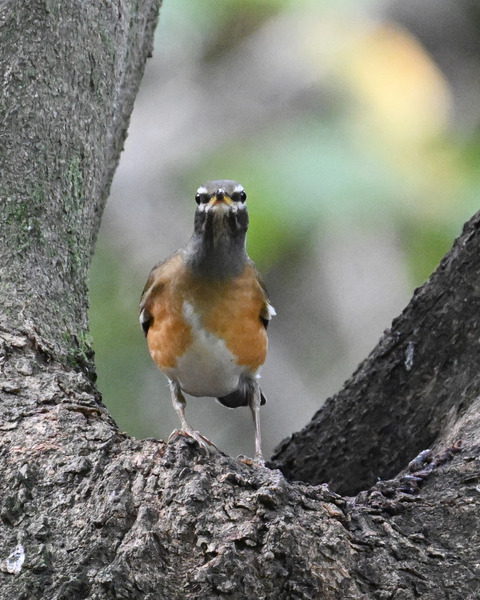 マミチャジナイ1784