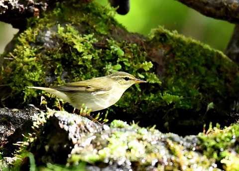 メボソムシクイ0679