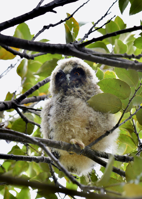 トラフズクのヒナ⑤8210