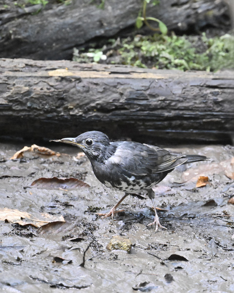 マミジロ♂幼鳥3644
