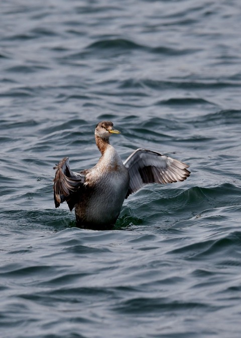 アカエリカイツブリ3740