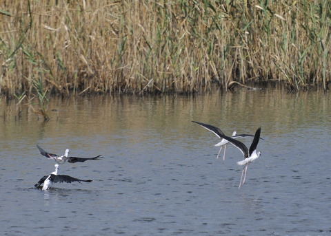 飛ぶ・セイタカシギ0220