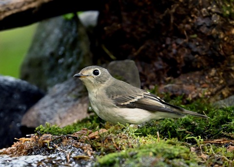 コサメビタキ1668