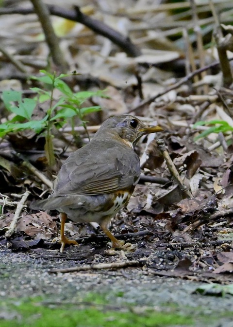 クロツグミ♂幼鳥8785