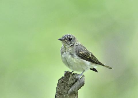 キビタキ幼鳥3541