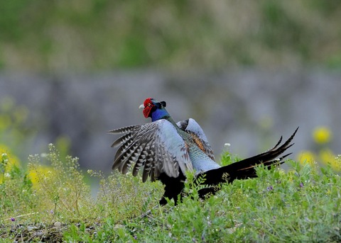 羽広る・キジ♂0247◎