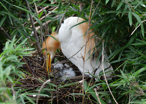 アマサギ7887