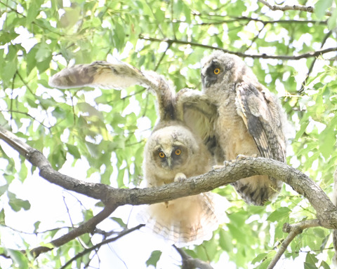 トラフズクの雛②4388
