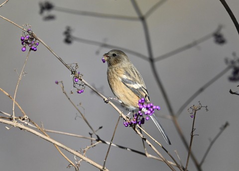 ベニマシコ♀0934