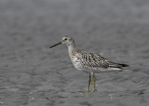 オバシギ幼鳥4484