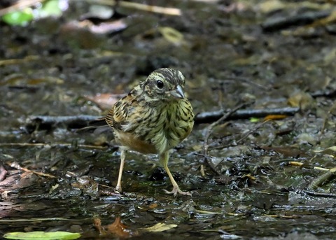 ホオジロ幼鳥6335