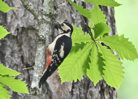 アカゲラ♀5367