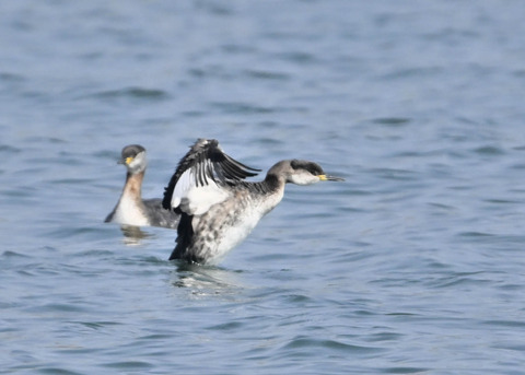 アカエリカイツブリ8006
