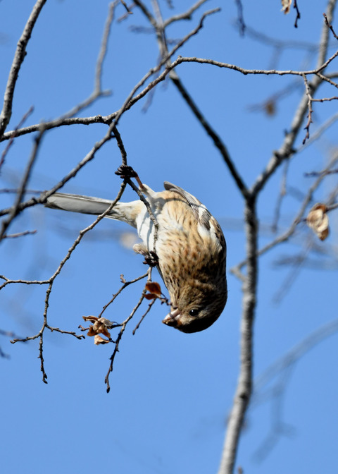 ベニマシコ♀3758